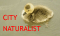 City Naturalist